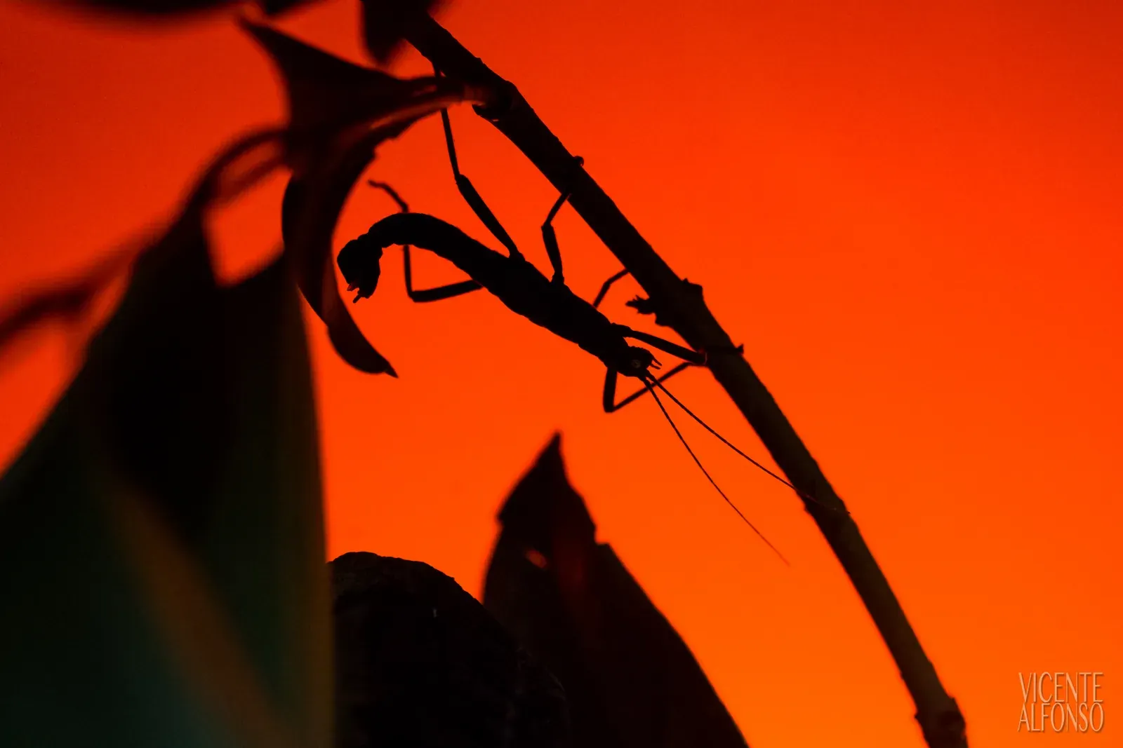 Fuji x-pro1 macro