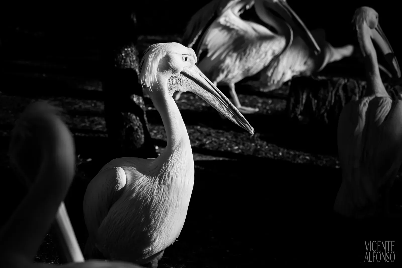 test Fujifilm x-pro1